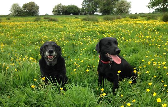 Dog walks from your door!