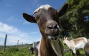 Meet the friendly pygmy goats, ducks and chickens