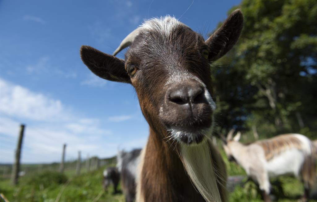 Meet the friendly pygmy goats, ducks and chickens