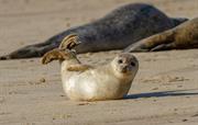 Seal Watch along the Norfolk Coast