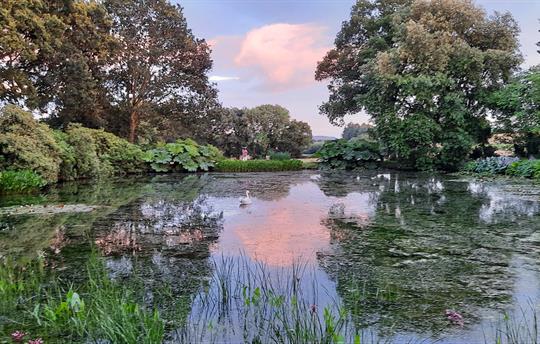 Cadhay ponds in the evening