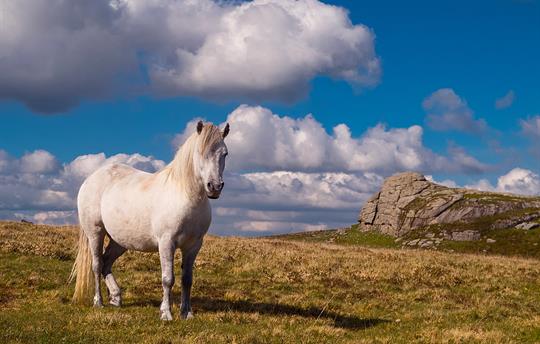 Dartmoor National Park
