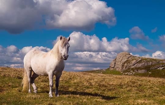 Dartmoor National Park