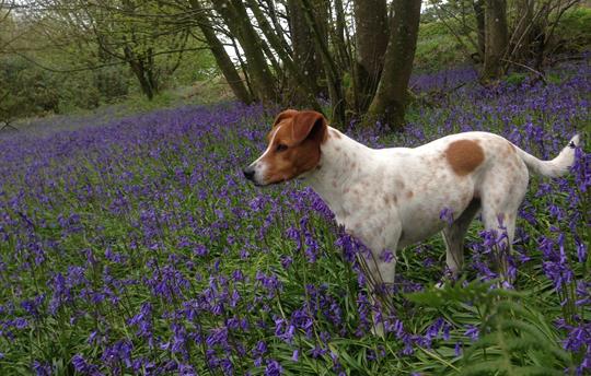 You're welcome to bring your dog(s)