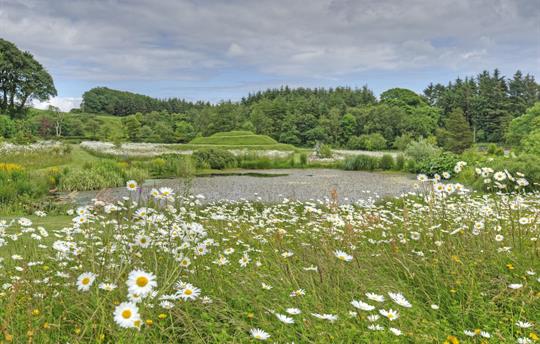 The wildflower meadow is popular with roe deer