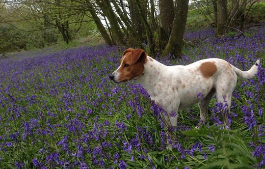 You're welcome to bring your dog(s)