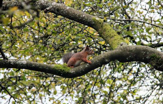 Eskdale's beautiful red squirrels are back