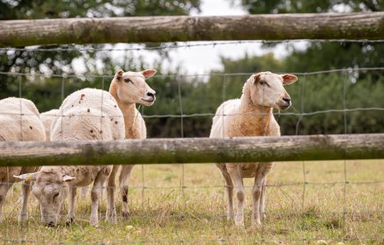 Our neighbours the sheep