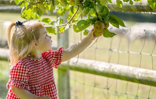 Picking apples