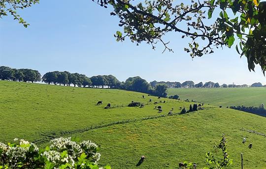 View from Stocks Lane at Wallops Wood