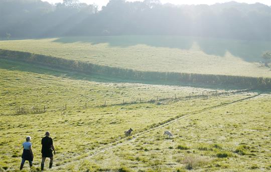 Couple walking the South Downs with dogs