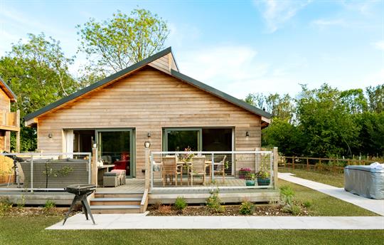 Portuguese Laurel on a sunny day