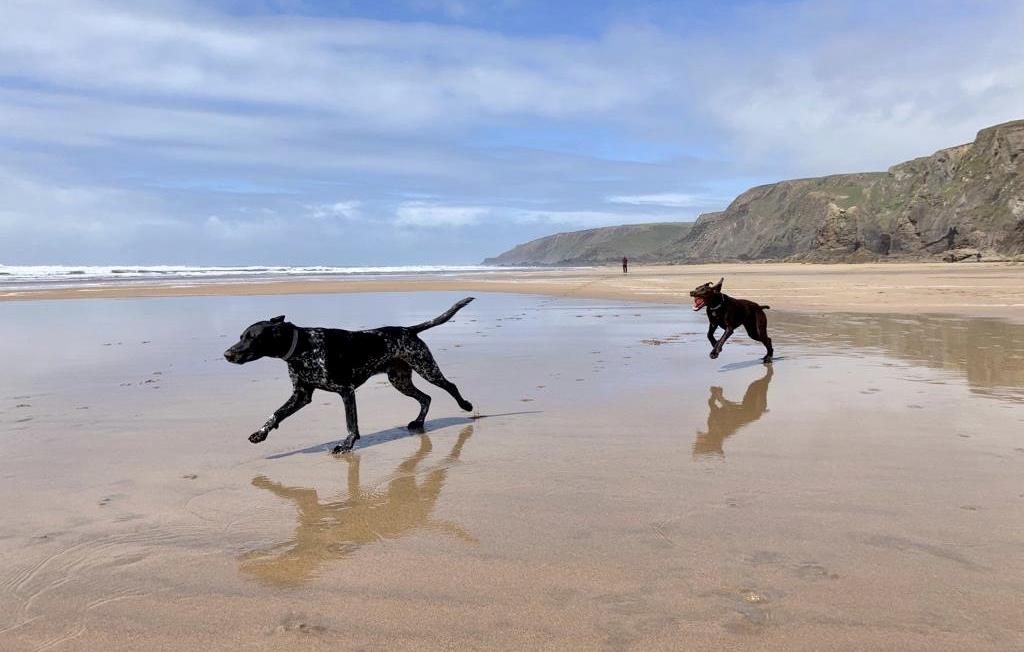Dog friendly, Sandymouth Beach