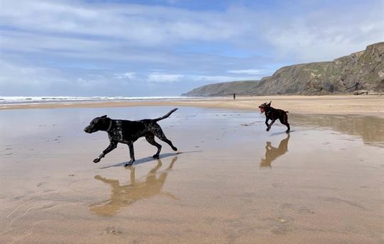 Dog friendly Sandymouth Beach
