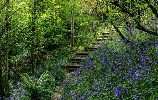 Woodland Walk