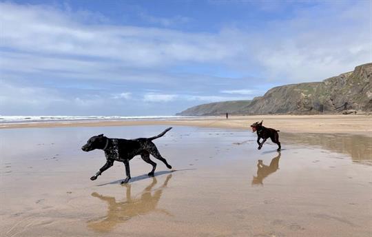 Dog friendly Sandymouth Beach