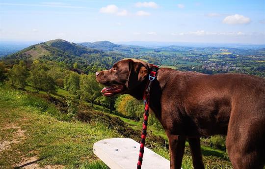 Dogs Welcome, Malvern is perfect for walking