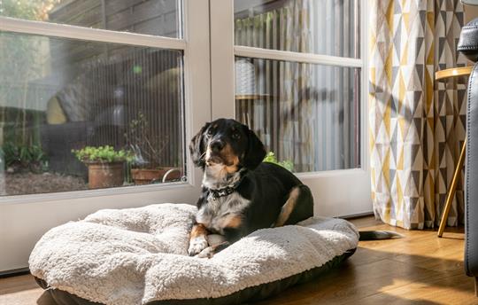 Dog-friendly cottage