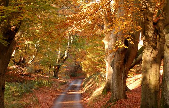 Lions Mouth Aylmerton