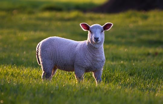 Wharton Lodge park with Spring ewes and lambs