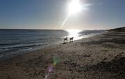 Dog races at nearby Walberswick beach
