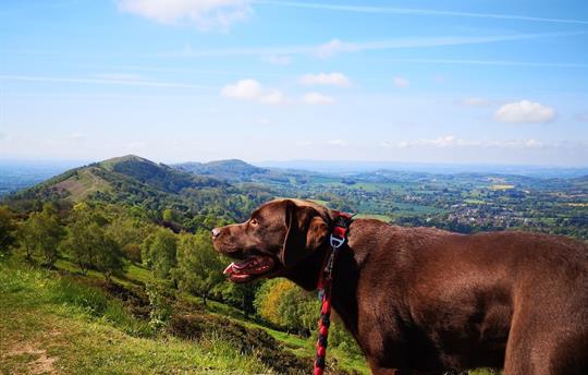 Dogs Welcome, Malvern is perfect for walking