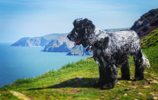 Furry friends enjoying the view