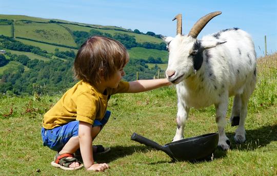 Violet the goat and friend