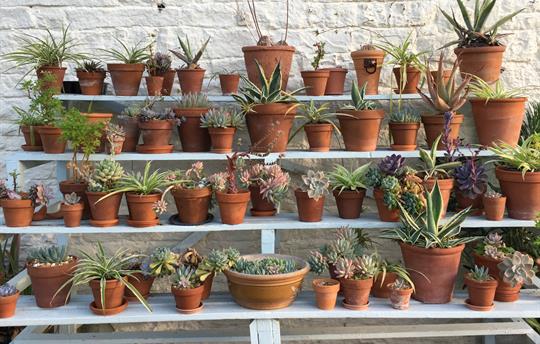 Glasshouse for cottage guests to relax