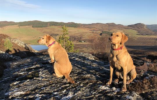 Gask House Labradors on local hill Stac Gorm