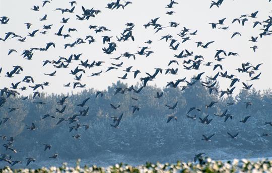 Migrating Geese over Rookery Barn