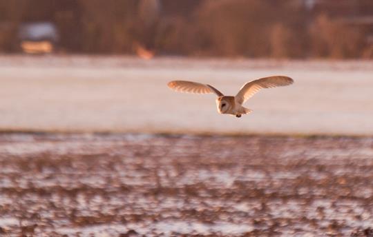 Owl hunting photo from Hot Tub