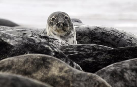 Horsey Seals