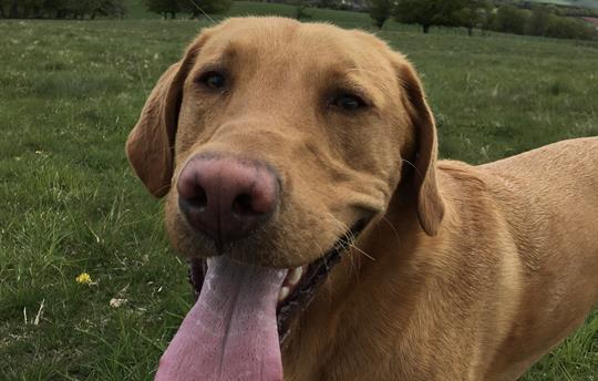 Happy dogs at Airhouses