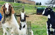 The lovely goats at airhouses