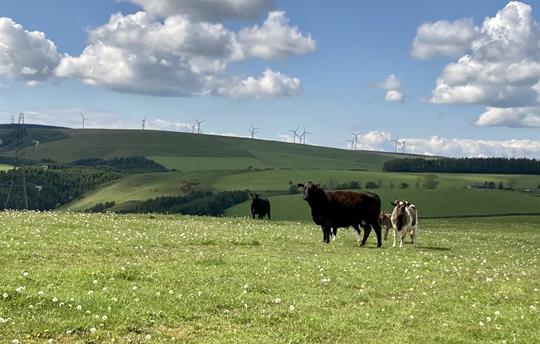 Our cows grazing in the fields at airhouses