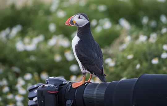 Pembrokeshire Puffin