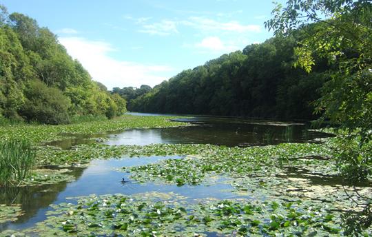 Bosherston Lily Ponds