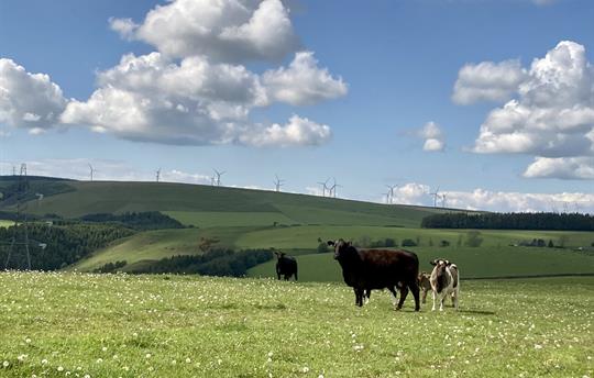 Our cows grazing in the fields at airhouses