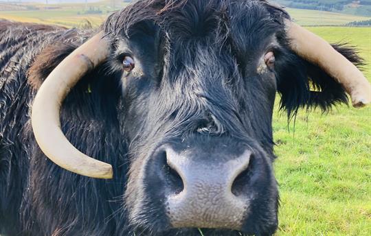 Apple our Highland Cow at airhouses 