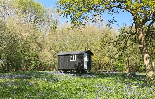 Old Winchester shepherd's hut with bluebells