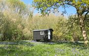 Old Winchester shepherd's hut with bluebells
