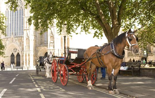 Horse carriage ride York Minster West window