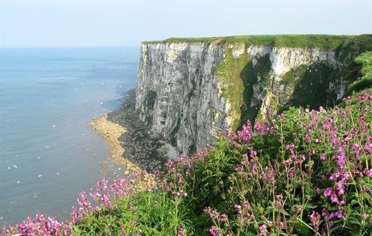 Bempton Cliffs