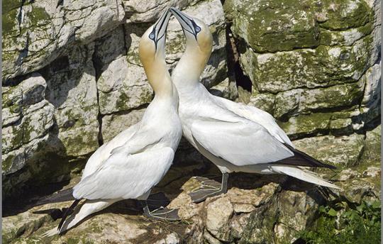 Gannets, Bempton Cliffs 