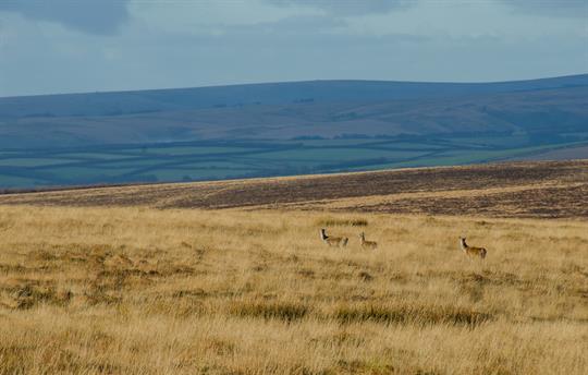 Exmoor National Park