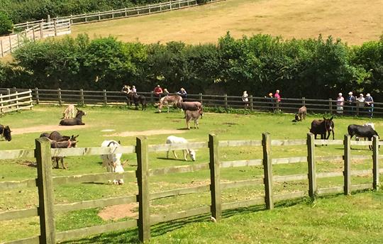 Donkey Sanctuary at Sidmouth