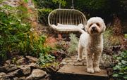 Dog-friendly garden