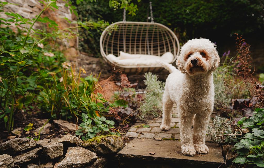 Dog-friendly garden at Lodge Cottage
