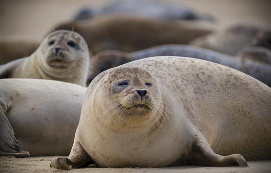 Seals on Blakeney beach Norfolk